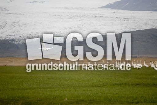 Singschwan (12 von 16).jpg